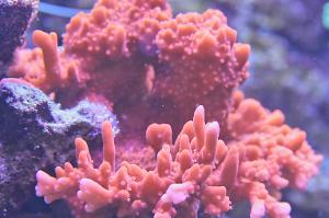 Montipora Setosa Thumbnail