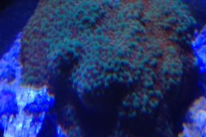 Sunset montipora Thumbnail