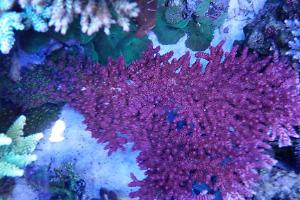 Hyacinthus Acropora Coral Thumbnail