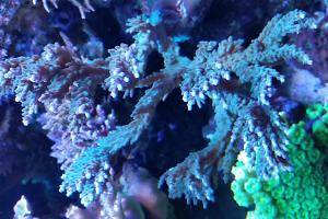 Acropora Turaki Thumbnail