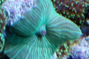 Green Mushroom Coral Thumbnail