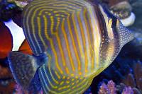 Sailfin Tang Desjardini Thumbnail