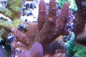 Acropora millepora rosa Thumbnail