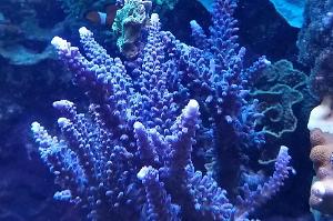 Tort Coral Thumbnail