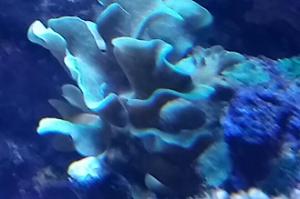 Pavona Coral Thumbnail