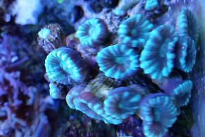 Candy Cane Coral Thumbnail