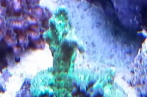 Horn Coral Fluorescent green Thumbnail