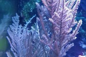 Purple Ribbon Gorgonian Thumbnail