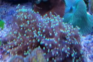 Frogspawn Coral - Branched Thumbnail