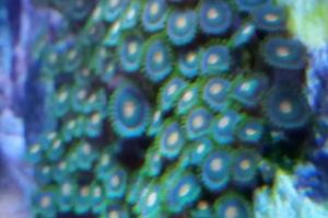 Green Bay Packer Zoanthid Thumbnail