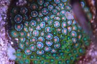 Zoanthid mixed