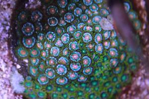 Zoanthid mixed