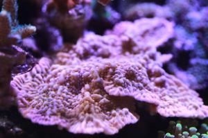 Montipora Palawanensis