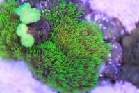 Green Star Polyp Thumbnail