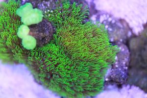 Green Star Polyp