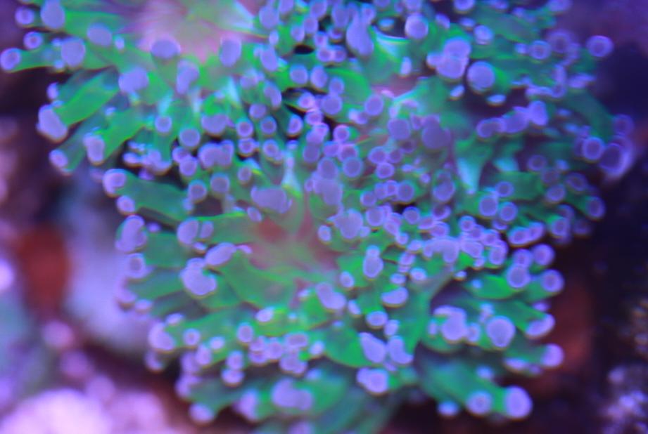 Frogspawn Coral - Branched