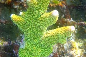 Neon Green Acropora Thumbnail