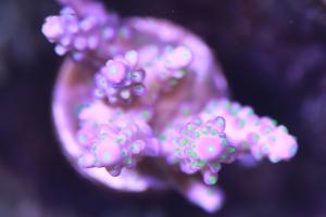 Purple Bonsai Acropora Thumbnail