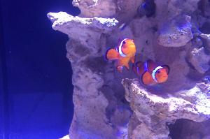 Ocellaris Clownfish Thumbnail