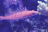 Long nose hawkfish Thumbnail