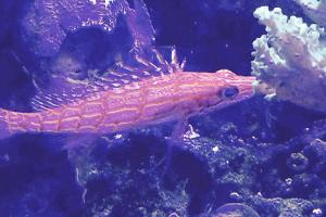 Long nose hawkfish Thumbnail