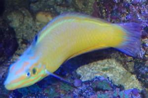 Yellow Coris Wrasse