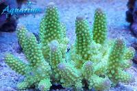 Humilis Acropora Coral Thumbnail