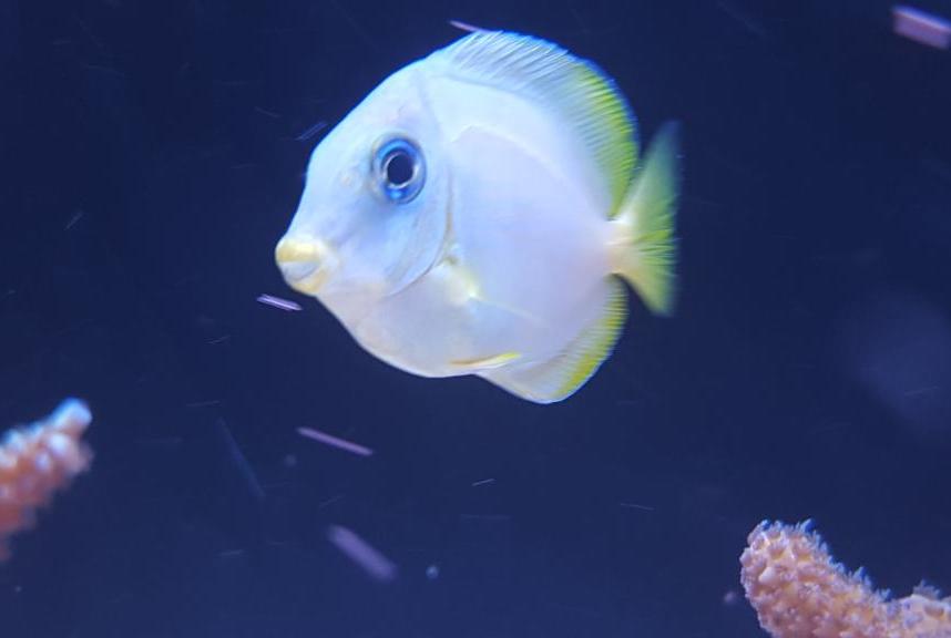 Blue Caribbean Tang