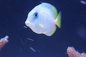 Blue Caribbean Tang Thumbnail