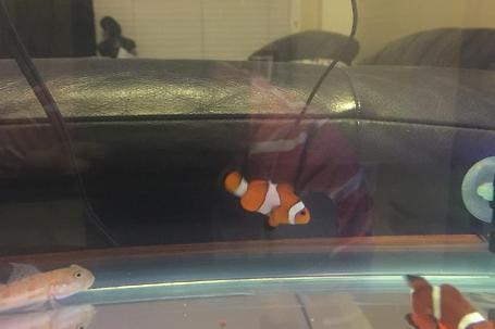 Ocellaris Clownfish Thumbnail