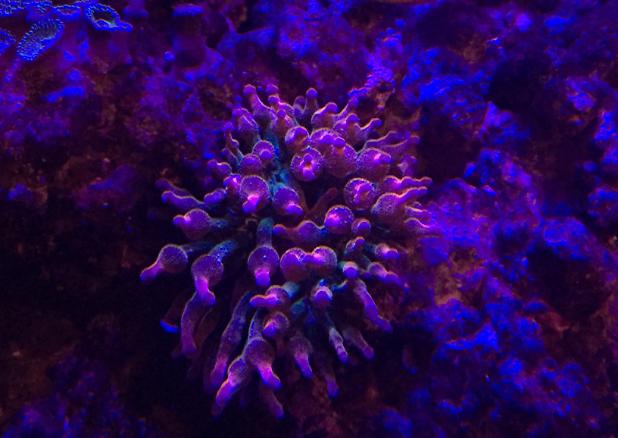 Bob the bubble tip again