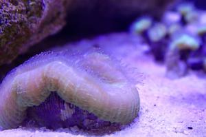 Brain Coral Trachyphyllia Thumbnail