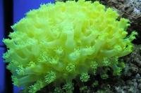 Flower Pot Coral - Green Thumbnail