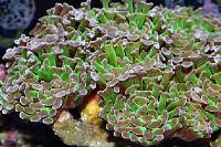 Hammer Anchor Coral Branching Thumbnail