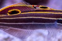 Hector's Goby Thumbnail