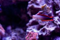 Purple Firefish Thumbnail