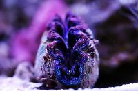 Maxima Clam Thumbnail