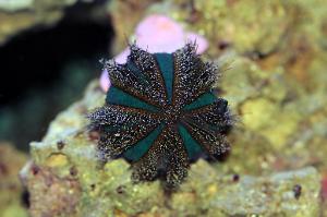 Blue Tuxedo Urchin Thumbnail