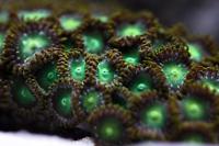 Assorted Zoas Thumbnail