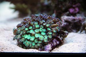 Alveopora Coral Thumbnail