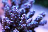 Acropora Secale