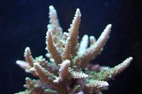 Acropora Coral