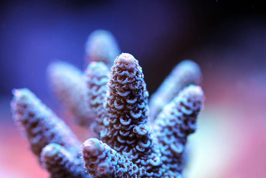 Acropora millepora