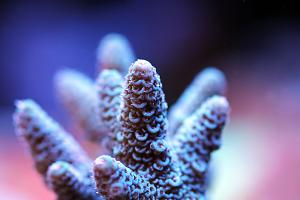 Acropora millepora Thumbnail