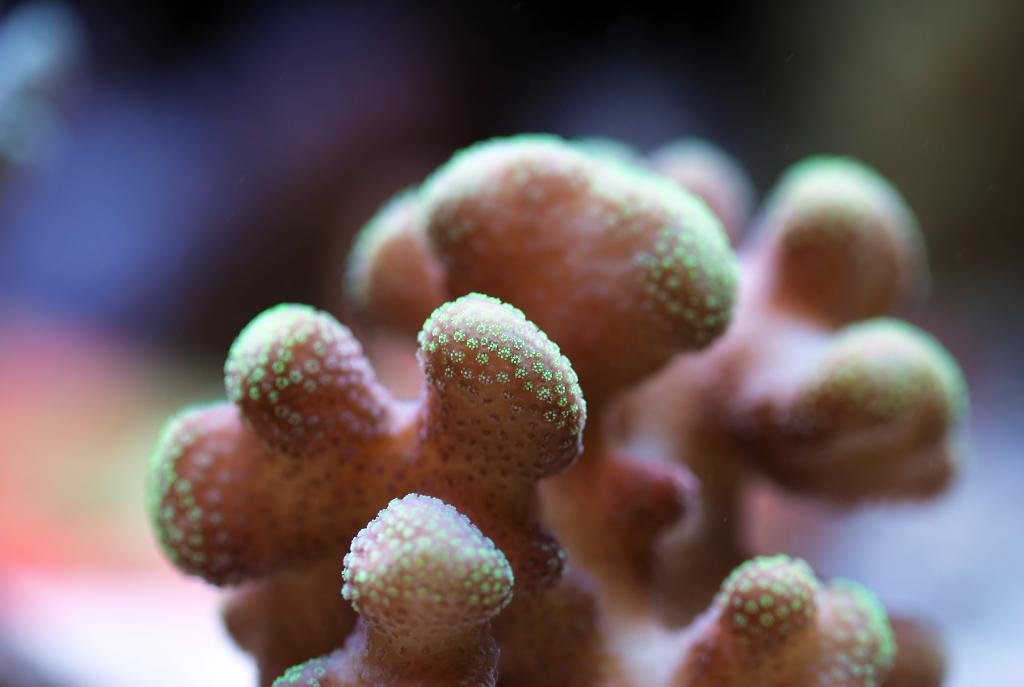 Stylophora Coral