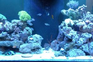 135 Reef Thumbnail