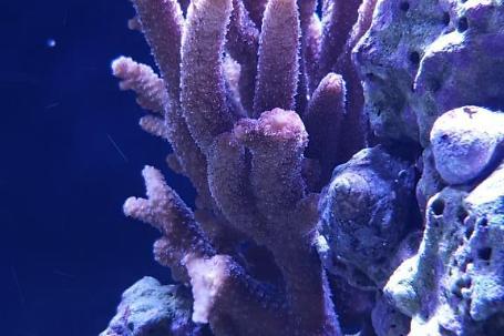 Aussie Bushy Acropora Coral Thumbnail