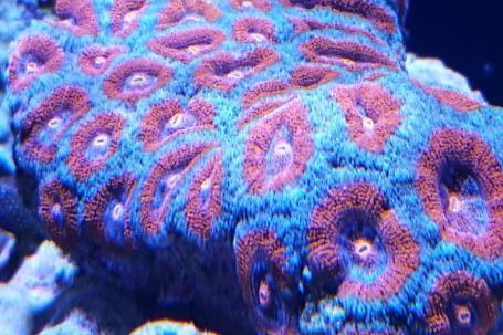 Aussie Micromussa Coral Thumbnail