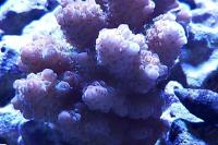 Aussie Tabling Acropora Coral Thumbnail