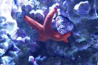 Red Sea Star Thumbnail